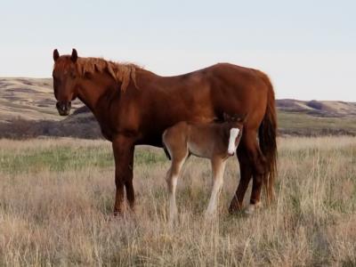 Bullets Top Lady <BR> AQHA 5317297